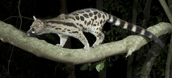 genet